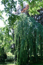 breda_150x225_037.jpg
