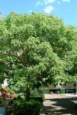breda_150x225_062.jpg