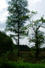 buisse_150x225_036.jpg