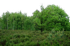buisse_225x150_009.jpg