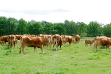 buisse_225x150_027.jpg
