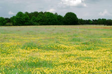 buisse_225x150_028.jpg