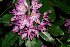 buisse_225x150_045.jpg