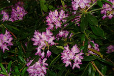 buisse_225x150_046.jpg
