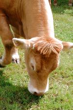 buisse_150x225_028.jpg