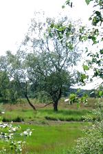 buisse_150x225_032.jpg