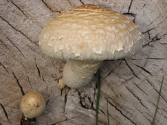 croix_243x182_8413.jpg