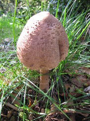 frankrijk_182x243_9536.jpg