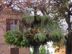 frankrijk_243x182_9370.jpg