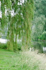 dintelsas_150x225_006.jpg