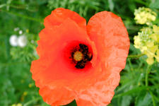 dintelsas_225x150_016.jpg