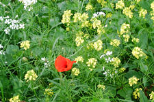 dintelsas_225x150_017.jpg