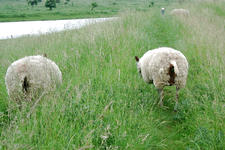 dintelsas_225x150_072.jpg