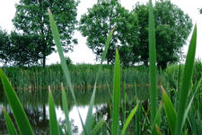 dintelsas_225x150_074.jpg