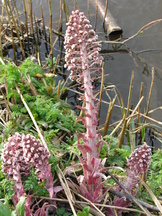 egboets_162x216_003.jpg