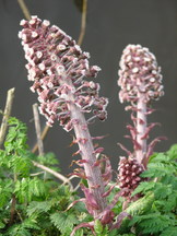 egboets_162x216_005.jpg
