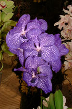 floriade_150x225_010.jpg