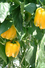 floriade_150x225_018.jpg