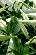 floriade_150x225_019.jpg