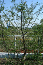 floriade_150x225_113.jpg