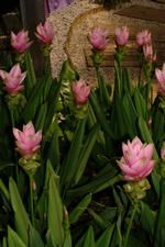 floriade_150x225_124.jpg