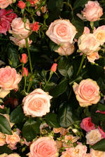 floriade_150x225_125.jpg