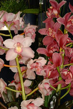 floriade_150x225_126.jpg