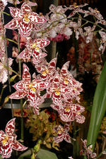 floriade_150x225_128.jpg