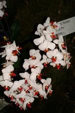 floriade_150x225_133.jpg