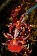 floriade_150x225_138.jpg