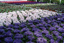 floriade_225x150_023.jpg