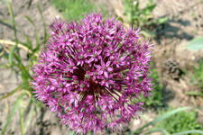 floriade_225x150_033.jpg