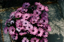 floriade_225x150_034.jpg