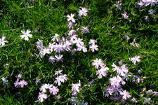 floriade_225x150_056.jpg