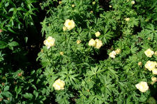 floriade_225x150_074.jpg