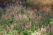 floriade_225x150_078.jpg