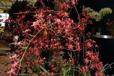floriade_225x150_136.jpg