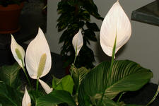 floriade_225x150_139.jpg