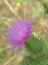 gorzen_170x227_025.jpg
