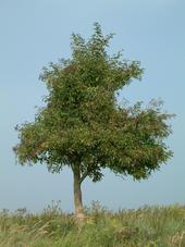 gorzen_170x227_040.jpg