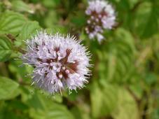 gorzen_227x170_002.jpg