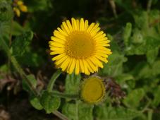gorzen_227x170_005.jpg