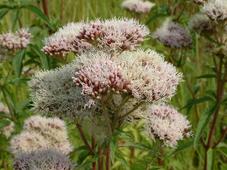 gorzen_227x170_006.jpg