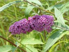 gorzen_227x170_007.jpg