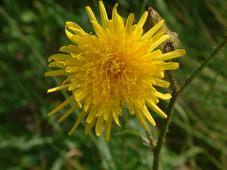 gorzen_227x170_020.jpg