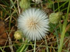 gorzen_227x170_028.jpg