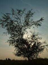 gorzen_170x227_069.jpg
