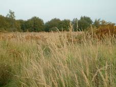 gorzen_227x170_025.jpg