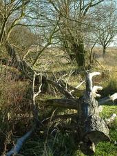 gorzen_170x227_012.jpg