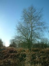 gorzen_170x227_021.jpg